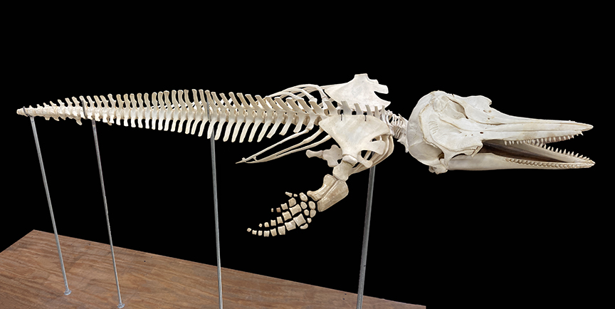 Bottlenose dolphin skeleton on pedestal