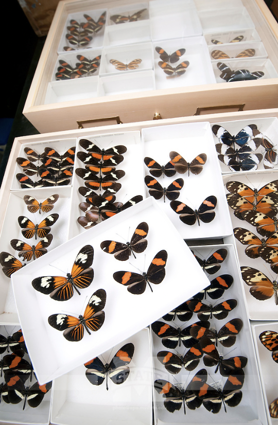 Butterflies pinned in collections drawers