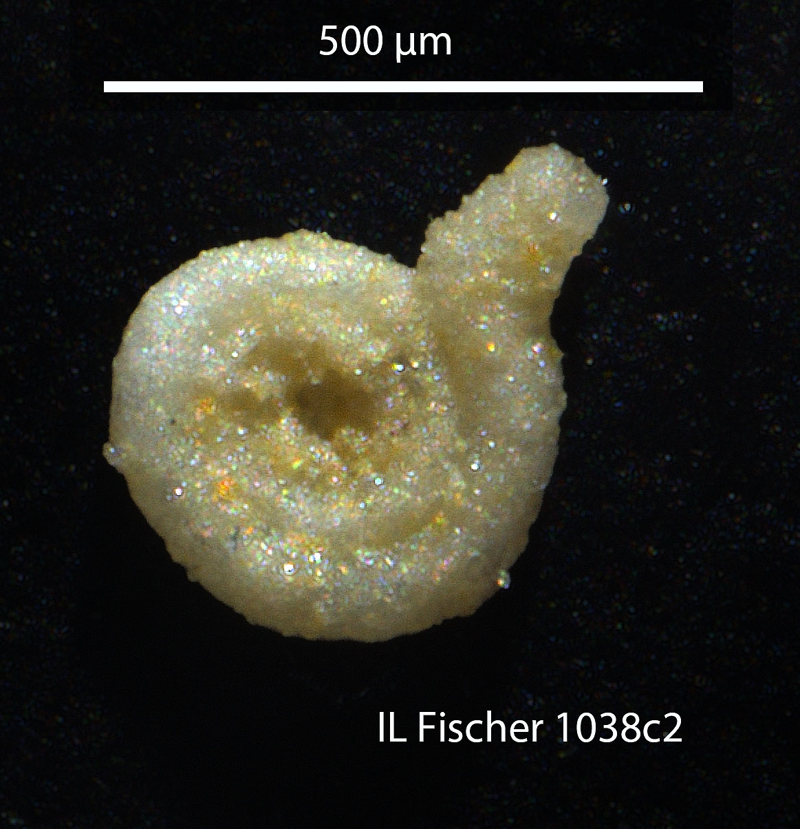 Microscopic view of coiled agglutinated foraminifera