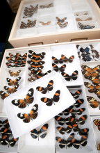 Butterflies pinned in collections drawers