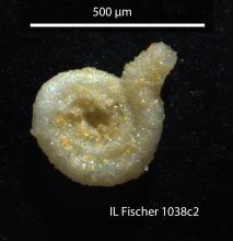 Microscopic view of coiled agglutinated foraminifera